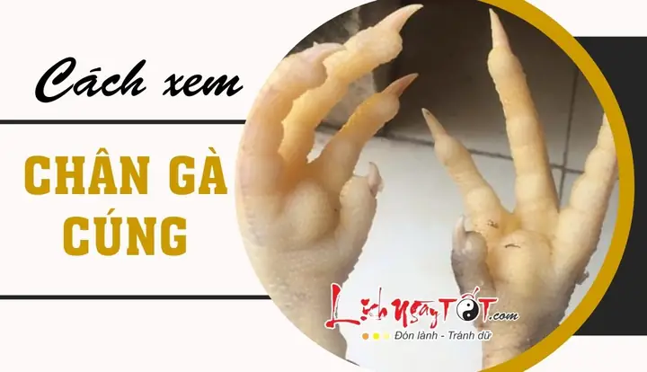 Hướng Dẫn Cách Xem Chân Gà Cúng Tất Niên Chuẩn Nhất: Ý Nghĩa Điểm Tốt Xấu Và Quy Trình Thực Hiện Chi Tiết