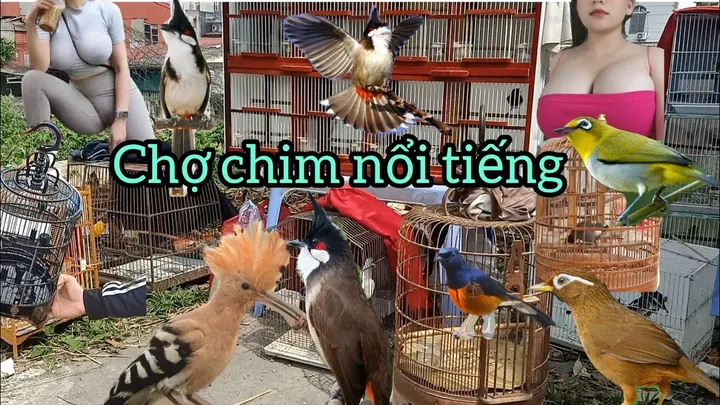 100+ Ảnh Chim Gái Hot, 100+ Hình Ảnh Chim Gái Đẹp, 100+ Bức Ảnh Chim Gái Nổi Bật