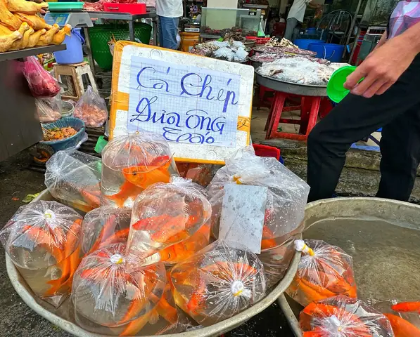 Bán Cá Chép Cúng Ông Táo: Giá Cả, Cách Chọn & Lưu Ý Quan Trọng 2025 Bán Cá Chép Cúng Ông Táo: Giá Cả, Cách Chọn & Lưu Ý Quan Trọng 2025