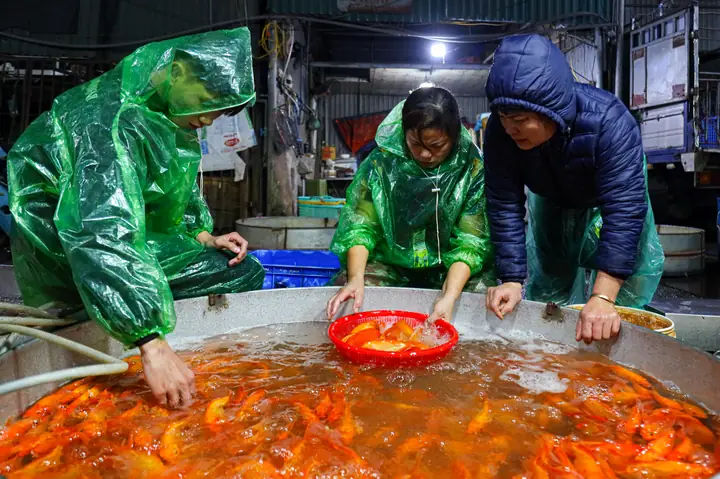 Bán Cá Chép Cúng Ông Táo: Giá Cả, Cách Chọn & Lưu Ý Quan Trọng 2025 Bán Cá Chép Cúng Ông Táo: Giá Cả, Cách Chọn & Lưu Ý Quan Trọng 2025