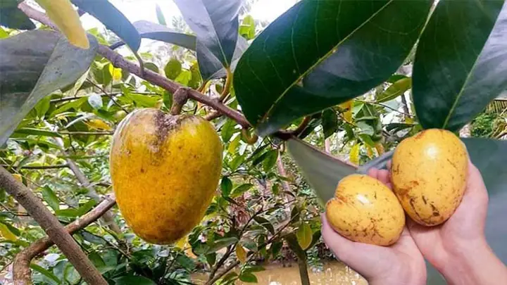 Ý Nghĩa Sâu Sắc Và Nghi Thức Cúng Quá Đường Với Bình Bát Của Người Tu Sĩ