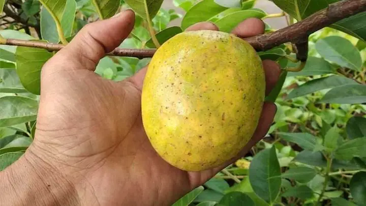 Ý Nghĩa Sâu Sắc Và Nghi Thức Cúng Quá Đường Với Bình Bát Của Người Tu Sĩ