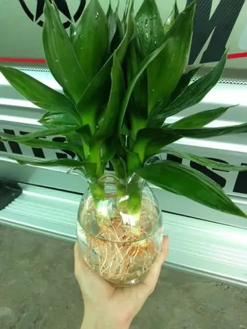 10+ Loại Cây Hút Tài Lộc Thờ Thần Tài, Mang May Mắn Đến Gia Chủ 10+ Loại Cây Hút Tài Lộc Thờ Thần Tài, Mang May Mắn Đến Gia Chủ