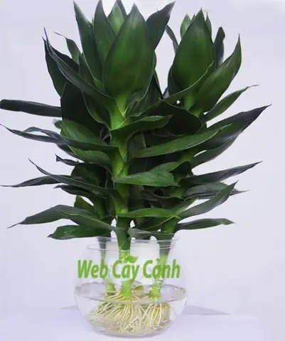 10+ Loại Cây Hút Tài Lộc Thờ Thần Tài, Mang May Mắn Đến Gia Chủ 10+ Loại Cây Hút Tài Lộc Thờ Thần Tài, Mang May Mắn Đến Gia Chủ