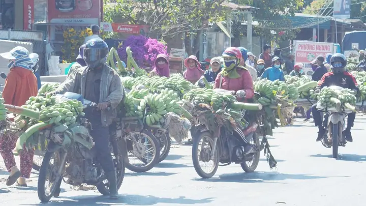 Chạy Mua Chuối Cúng Tết: Chọn Nải Đúng, Ý Nghĩa Phong Thủy Và Cách Thực Hiện Chuẩn Chạy Mua Chuối Cúng Tết: Chọn Nải Đúng, Ý Nghĩa Phong Thủy Và Cách Thực Hiện Chuẩn
