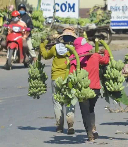 Chạy Mua Chuối Cúng Tết: Chọn Nải Đúng, Ý Nghĩa Phong Thủy Và Cách Thực Hiện Chuẩn Chạy Mua Chuối Cúng Tết: Chọn Nải Đúng, Ý Nghĩa Phong Thủy Và Cách Thực Hiện Chuẩn