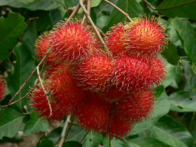 Chôm Chôm Có Được Cúng Không? Ý Nghĩa & Cách Chọn Trái Tươi Ngon