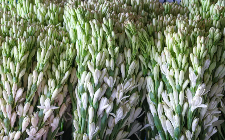 Có Nên Cúng Hoa Huệ Trên Bàn Thờ Hay Không? Ý Nghĩa Và Lưu Ý Có Nên Cúng Hoa Huệ Trên Bàn Thờ Hay Không? Ý Nghĩa Và Lưu Ý