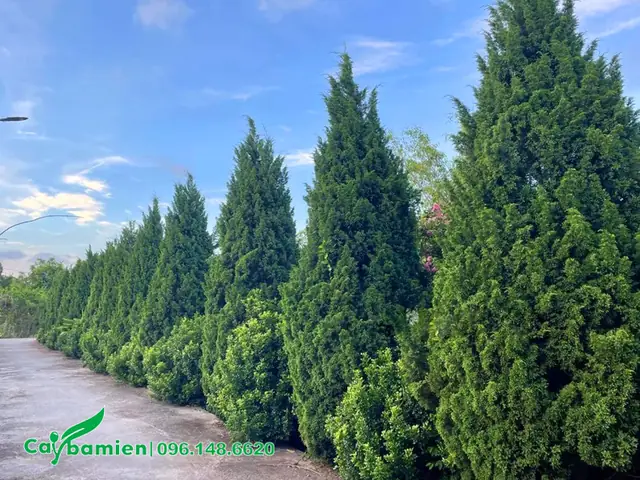Cúng Cây Tùng Cối Phong Thủy: Ý Nghĩa, Cách Chọn Và Lễ Cúng Chi Tiết Cúng Cây Tùng Cối Phong Thủy: Ý Nghĩa, Cách Chọn Và Lễ Cúng Chi Tiết