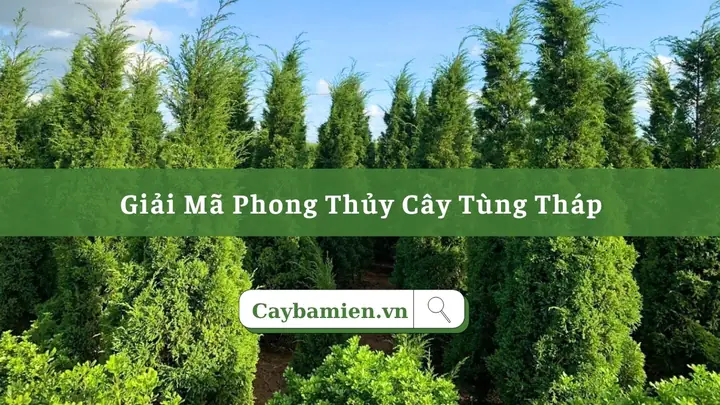 Cúng Cây Tùng Cối Phong Thủy: Ý Nghĩa, Cách Chọn Và Lễ Cúng Chi Tiết Cúng Cây Tùng Cối Phong Thủy: Ý Nghĩa, Cách Chọn Và Lễ Cúng Chi Tiết