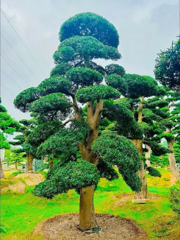 Cúng Cây Tùng Cối Phong Thủy: Ý Nghĩa, Cách Chọn Và Lễ Cúng Chi Tiết Cúng Cây Tùng Cối Phong Thủy: Ý Nghĩa, Cách Chọn Và Lễ Cúng Chi Tiết