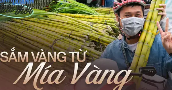 Cúng Mía Vào Ngày Nào Là Đúng Phong Tục Và Ý Nghĩa? Cúng Mía Vào Ngày Nào Là Đúng Phong Tục Và Ý Nghĩa?
