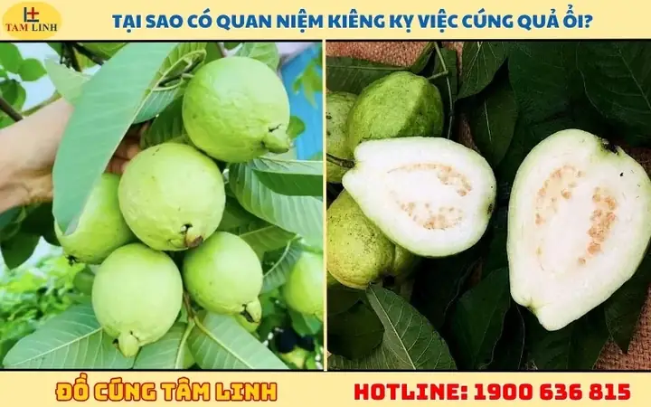 Cúng Ổi Có Nên Không? Giải Đáp Thắc Mắc Về Việc Sử Dụng Ổi Trên Bàn Thờ