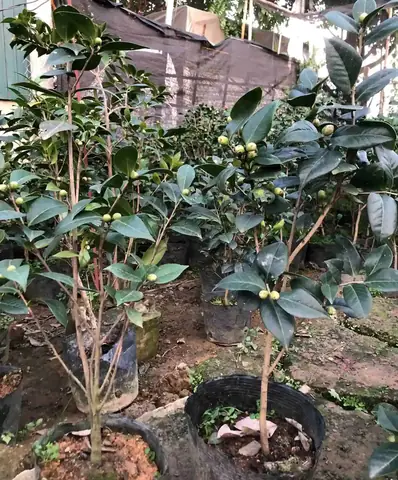 Cúng Tộc Họ Phan: Ý Nghĩa, Nghi Thức, Lễ Vật Và Văn Khấn Chi Tiết Cúng Tộc Họ Phan: Ý Nghĩa, Nghi Thức, Lễ Vật Và Văn Khấn Chi Tiết