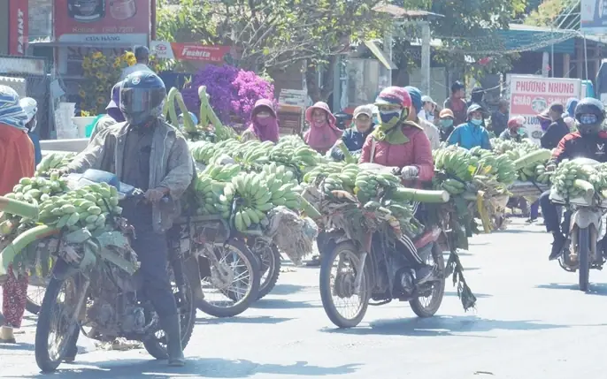 Hình Ảnh Chuối Cúng: Chọn Nải Đẹp, Ý Nghĩa Và Cách Bài Trí Chuẩn Phong Thủy Hình Ảnh Chuối Cúng: Chọn Nải Đẹp, Ý Nghĩa Và Cách Bài Trí Chuẩn Phong Thủy