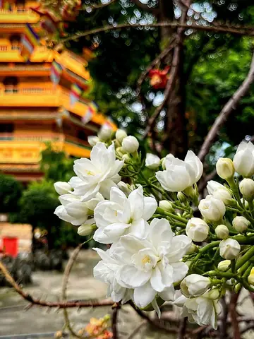 Hoa Lài Cúng Phật Được Không? Ý Nghĩa, Cách Chọn Và Lưu Ý Quan Trọng