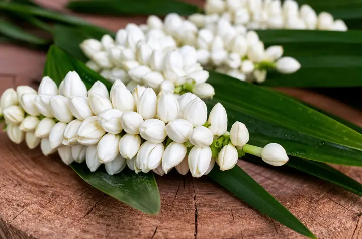Hoa Lài Cúng Phật Được Không? Ý Nghĩa, Cách Chọn Và Lưu Ý Quan Trọng
