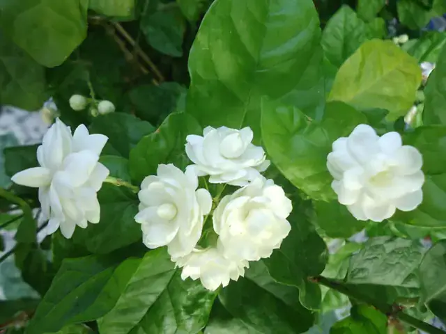 Hoa Lài Cúng Phật Được Không? Ý Nghĩa, Cách Chọn Và Lưu Ý Quan Trọng