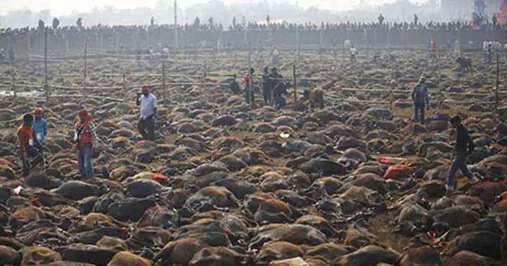 Lễ Hiến Tế Gia Súc Ở Nepal: Sự Thật Đằng Sau Nghi Lễ Tôn Giáo Đẫm Máu